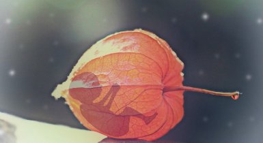 Ectopic pregnancy