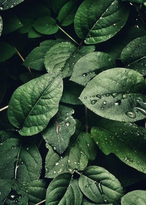 100% Vegan and Sustainable | Barebarics