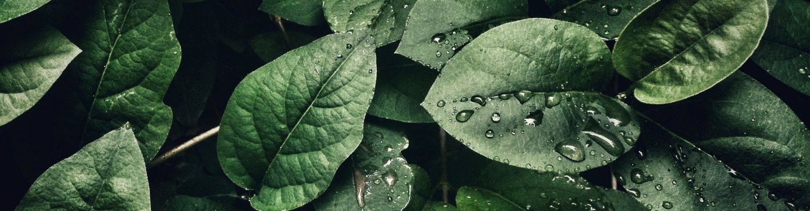 100% Vegan and Sustainable | Barebarics